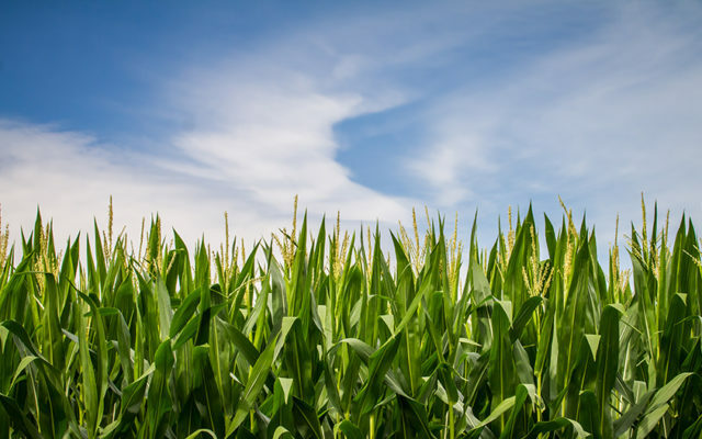 Weekend Rains Help Corn, Soybean Advancement