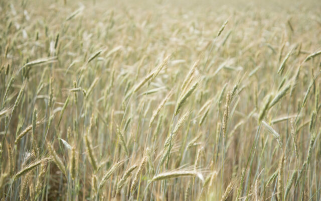 2022 Nebraska Small Grain Acreage and Production Report
