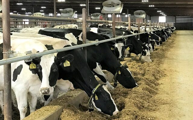 Winners and Losers of the Dairy Industry