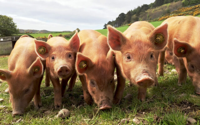 August Pork Exports Trend Higher; Beef Exports Again Top $1 Billion