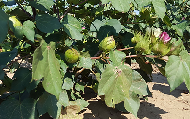 Pre Harvest Updates with Plains Cotton Growers
