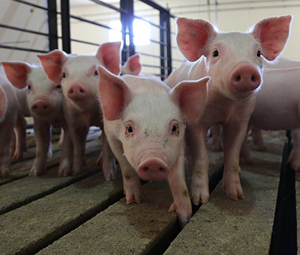 Hog Inventories Up in Latest Hogs and Pigs Report